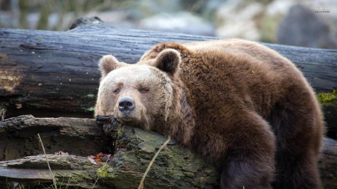 Lazy Bear Hotel Jezerce Buitenkant foto